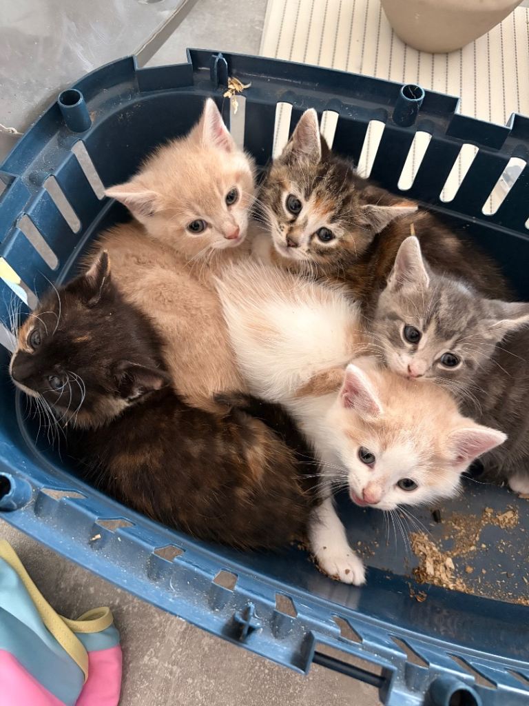 Kittens READY NOW