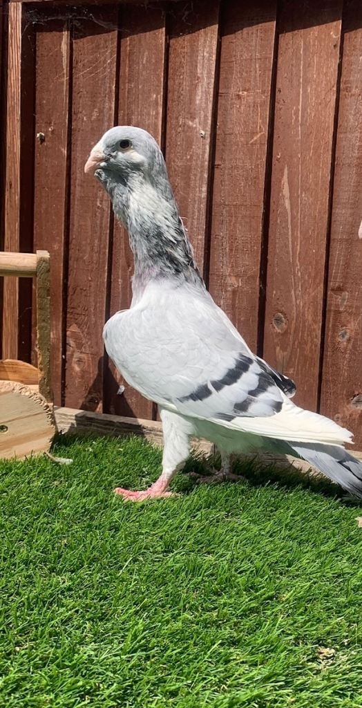 Racing Pigeons - Various Colours, Healthy Birds