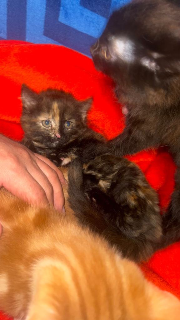 Kittens | in Hackney, London | Gumtree