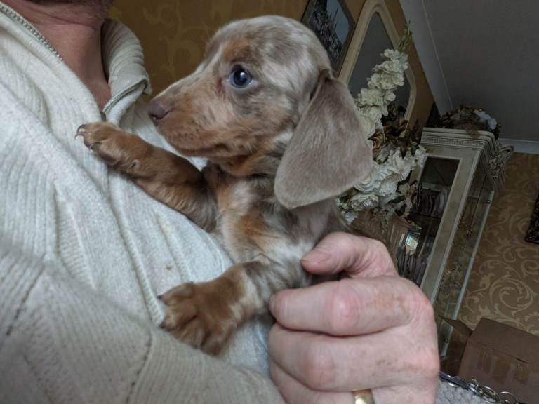 Dachshund miniature 