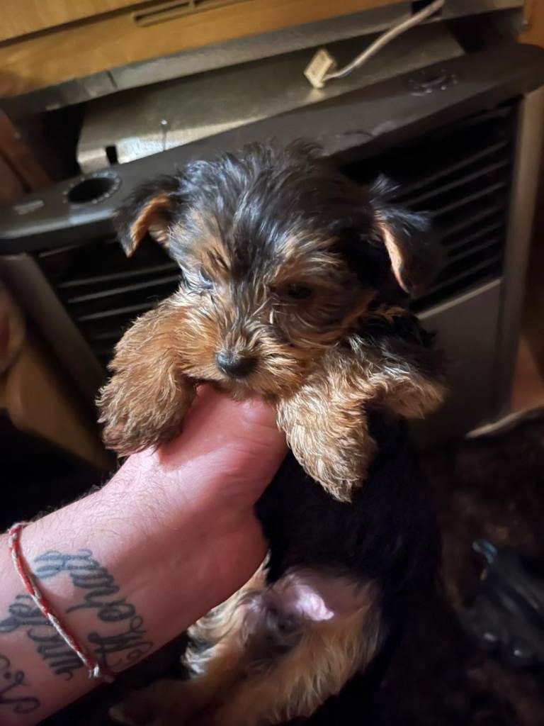 Yorkshire terrier puppies 