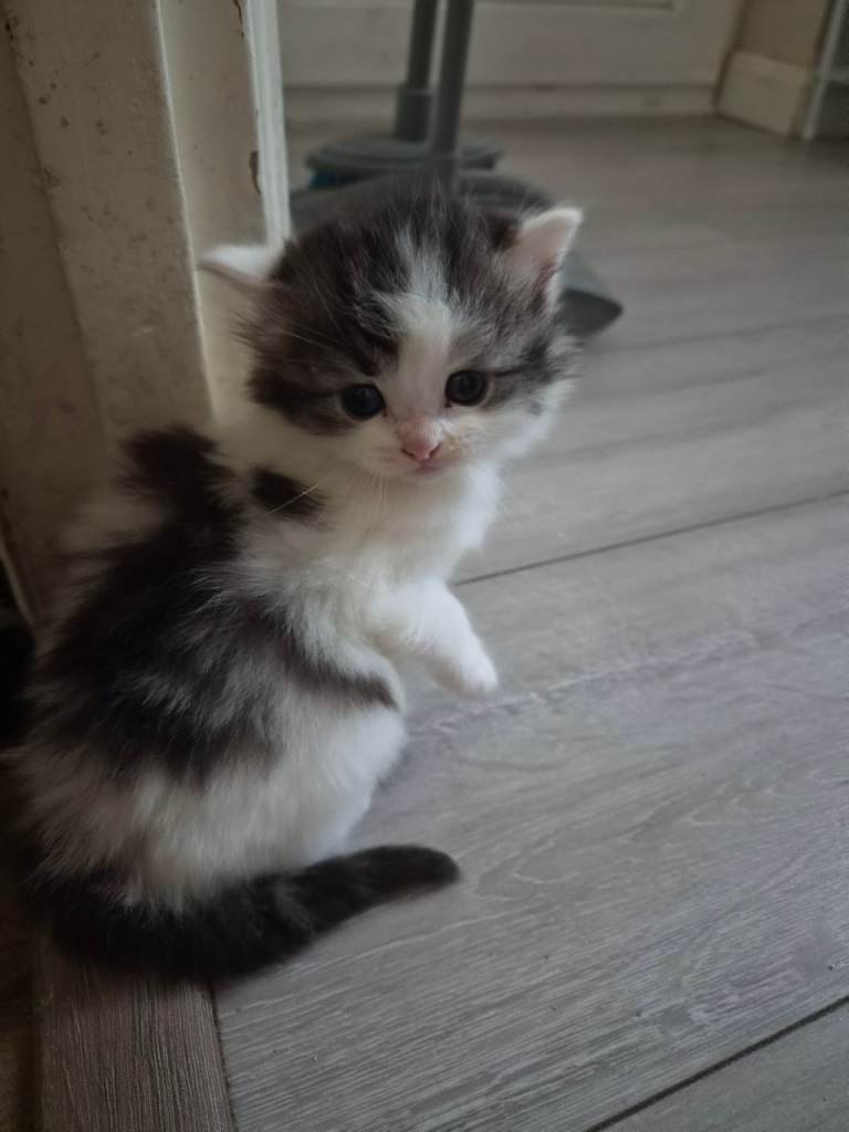 Fluffy kittens for sale