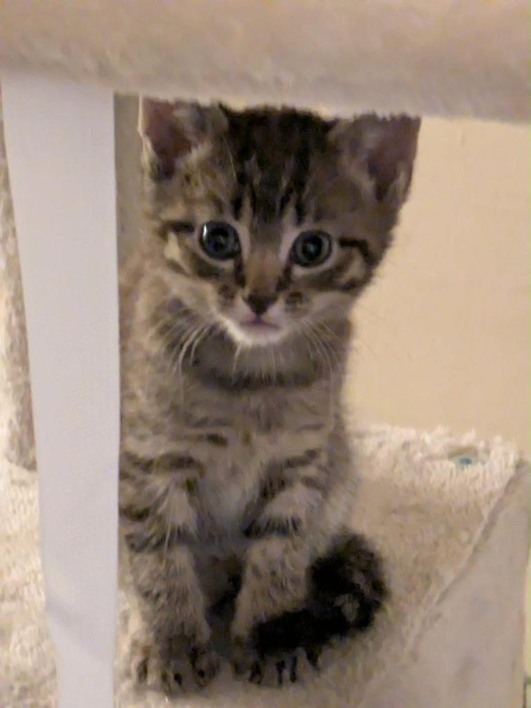 2 kittens for sale