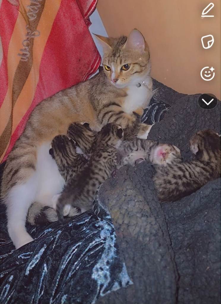 Bengal 