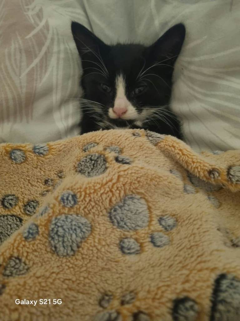 LAST KITTEN LEFT ready to go