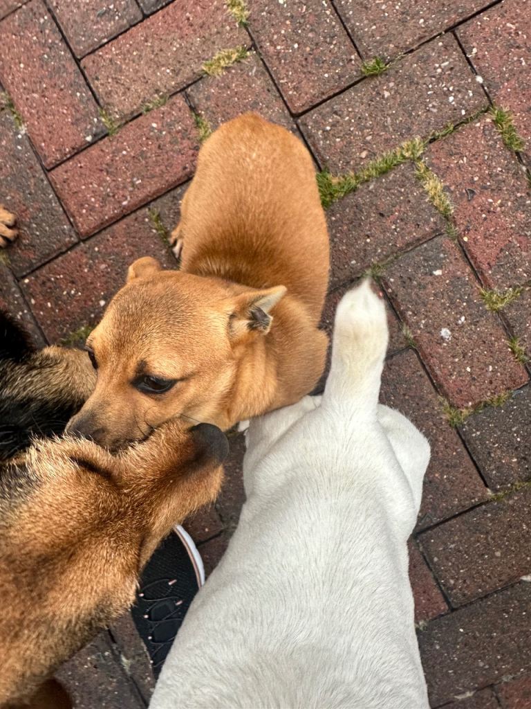 One year old chalky for sale make a lovely little lap dog she’s very sweet 