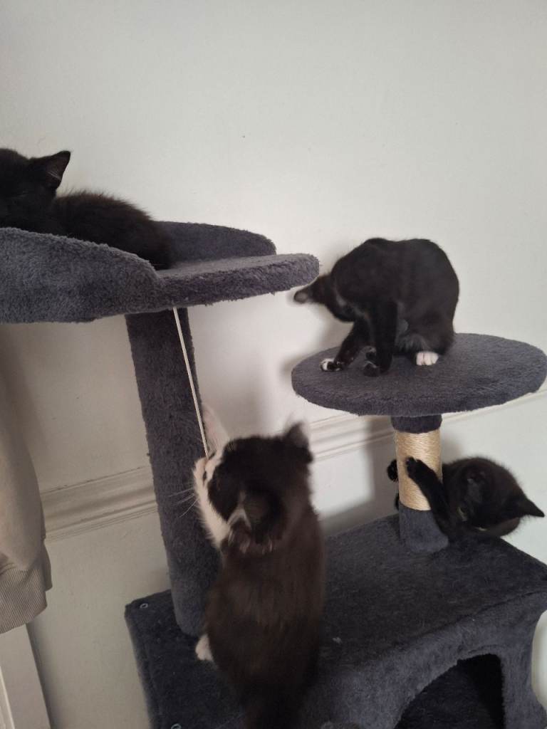 50£Kittens 3 months old looking loving home