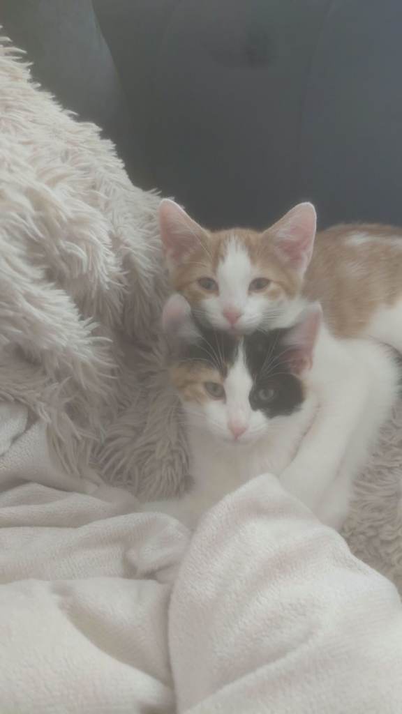 Kittens 