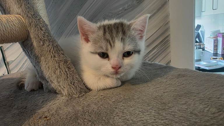 British shorthair 