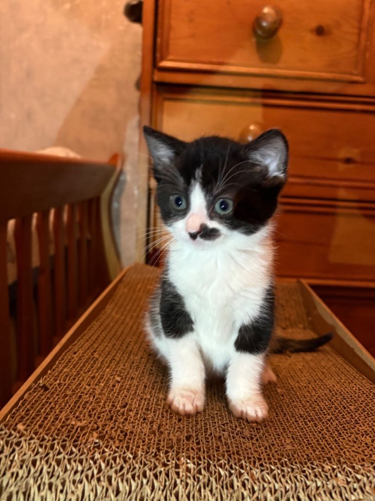 Adorable Black-and-White Kitten with Heart-Shaped Mark Ready for His New Home from 15/12/25 