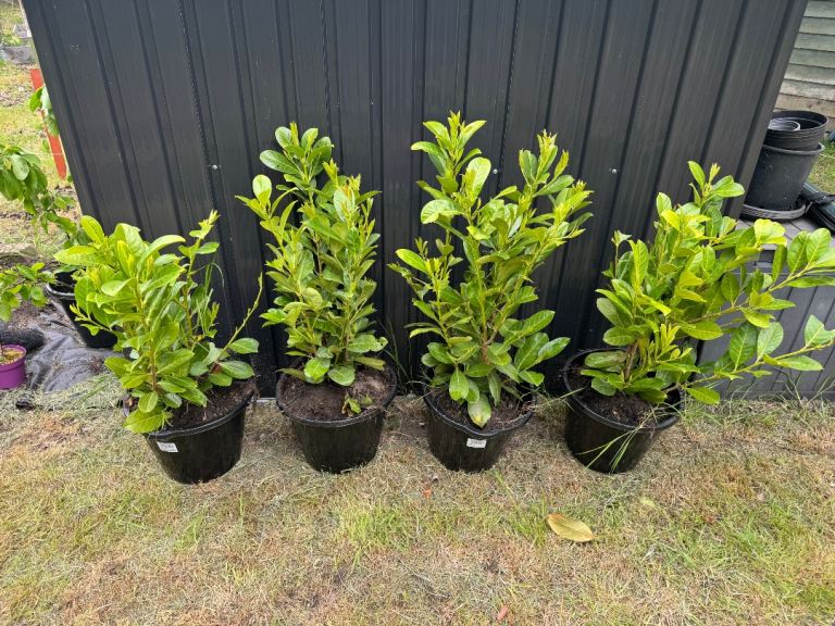 Cherry Laurel Hedge Plants x 4