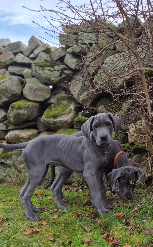 Great Dane puppies reduced  £800