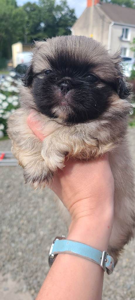 Beautiful Pekingese Pups 