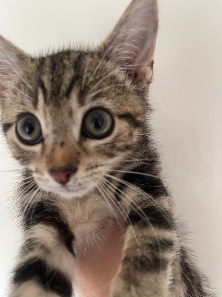 Kitten male 