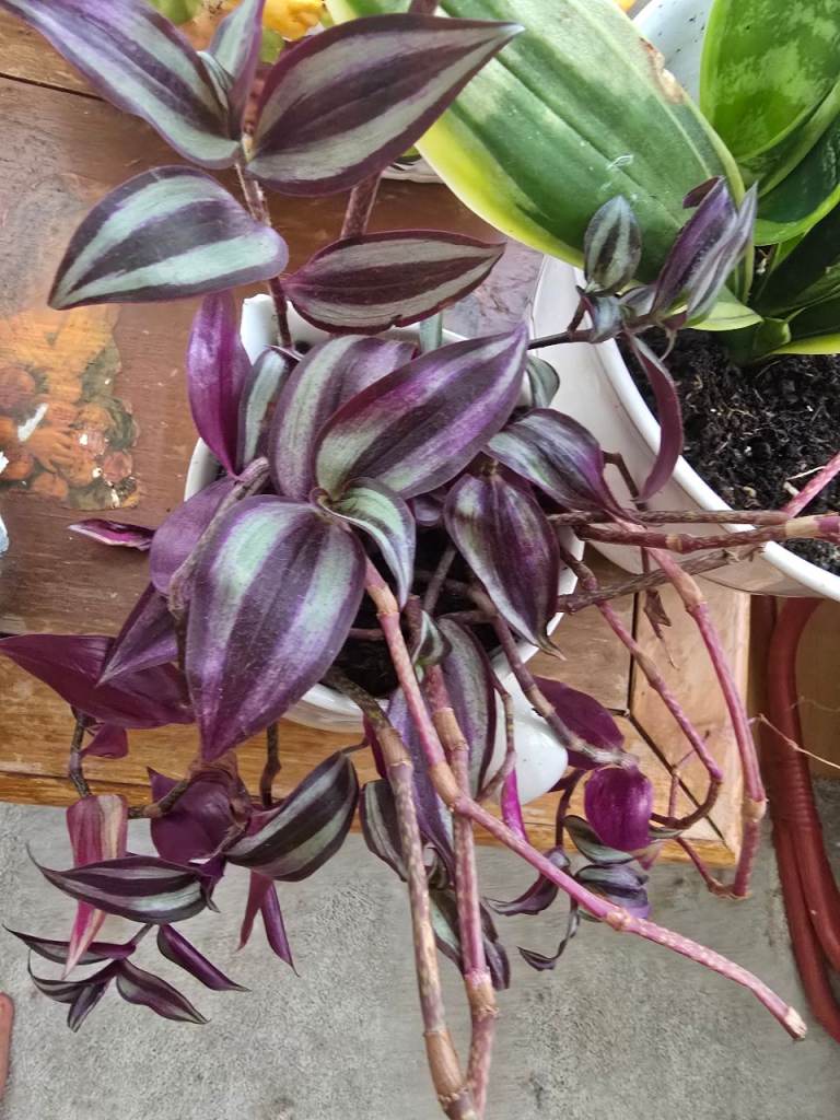 Beautiful Trailing Tradescantia Zebrina Plant