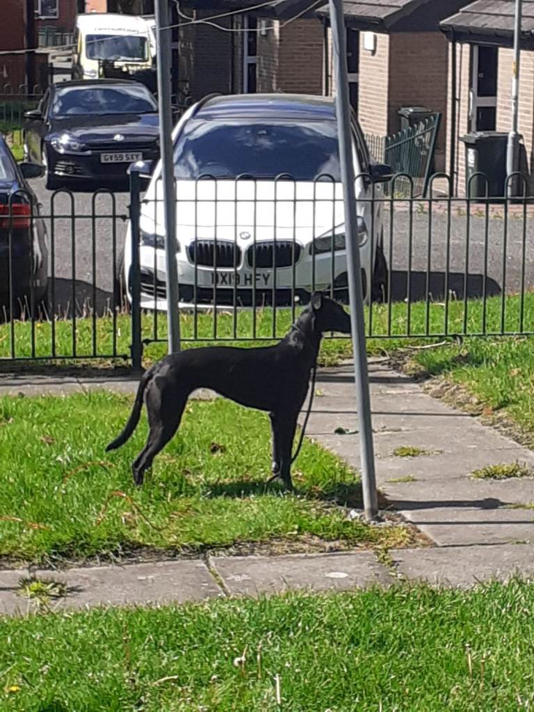Dog