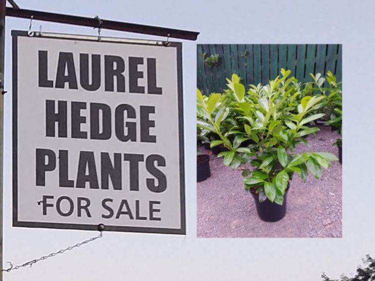 Laurel Hedging Plants Antrim Newtownabbey 
