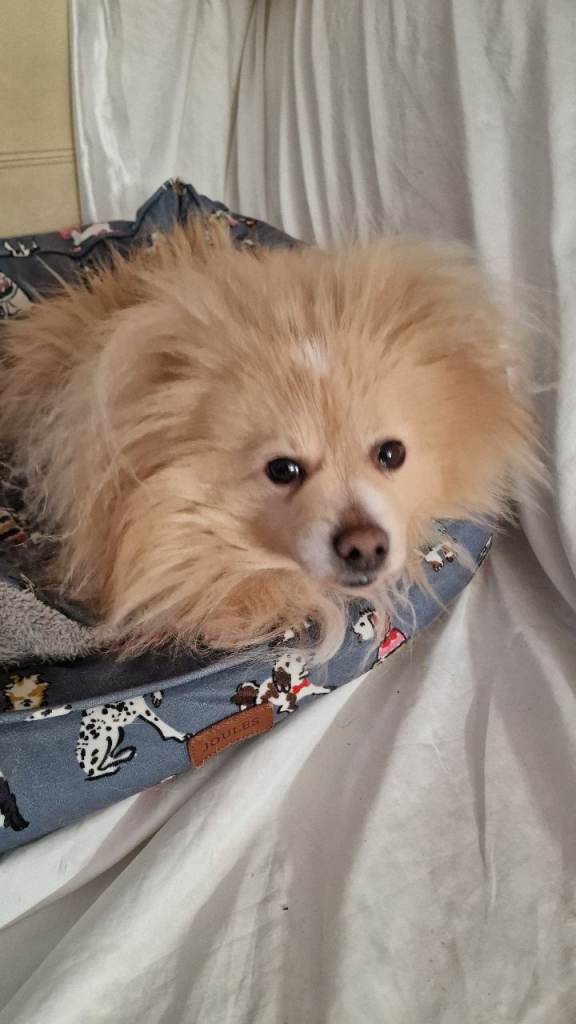 Female pomeranian for sale