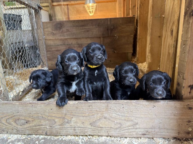 Beautiful Cockador Puppies