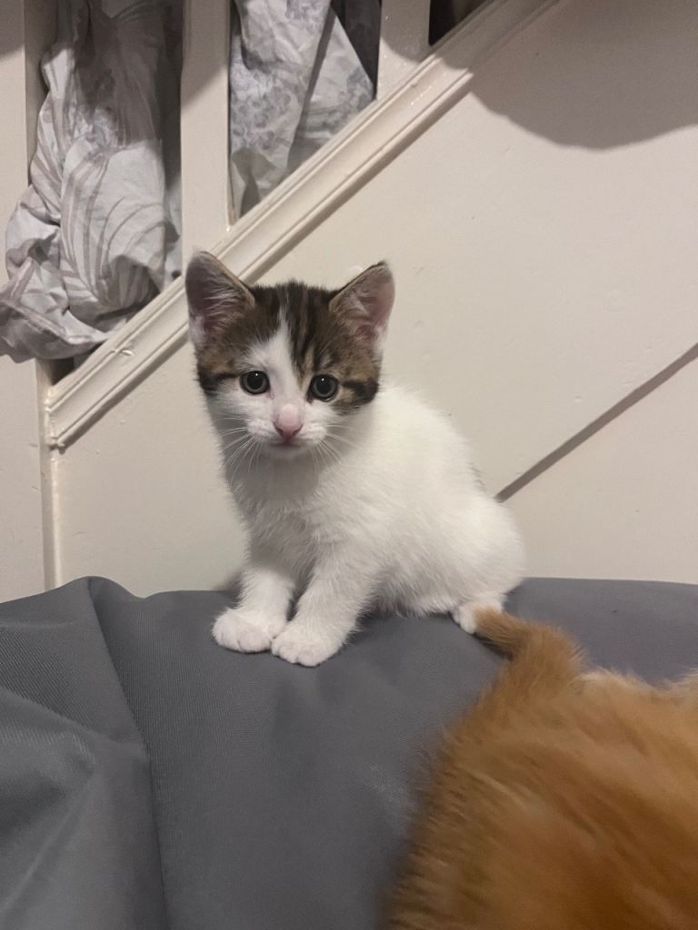 4 lovely kittens for sale