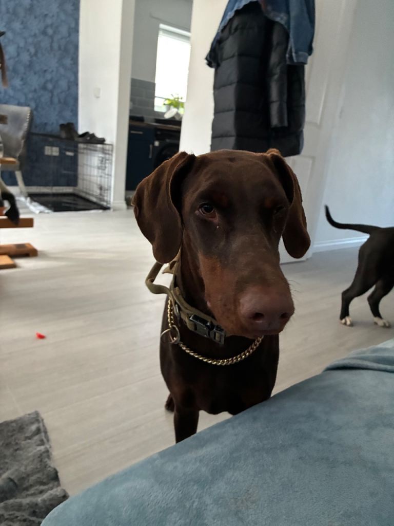 1 year old female doberman 