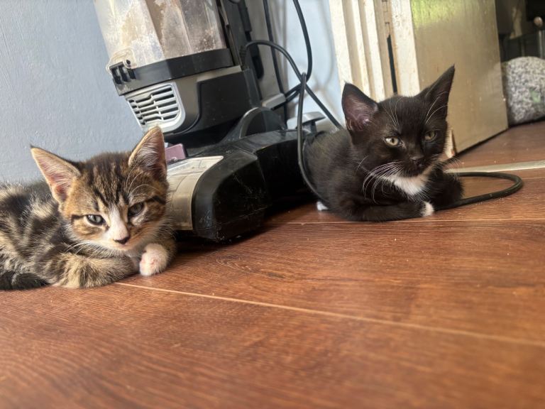 3 Male Kittens- AVAILABLE NOW