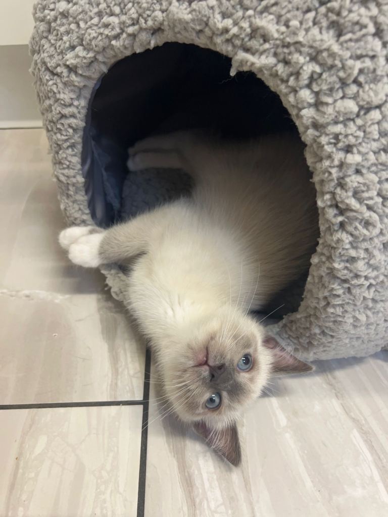 Adorable Ragdoll kittens for sale 