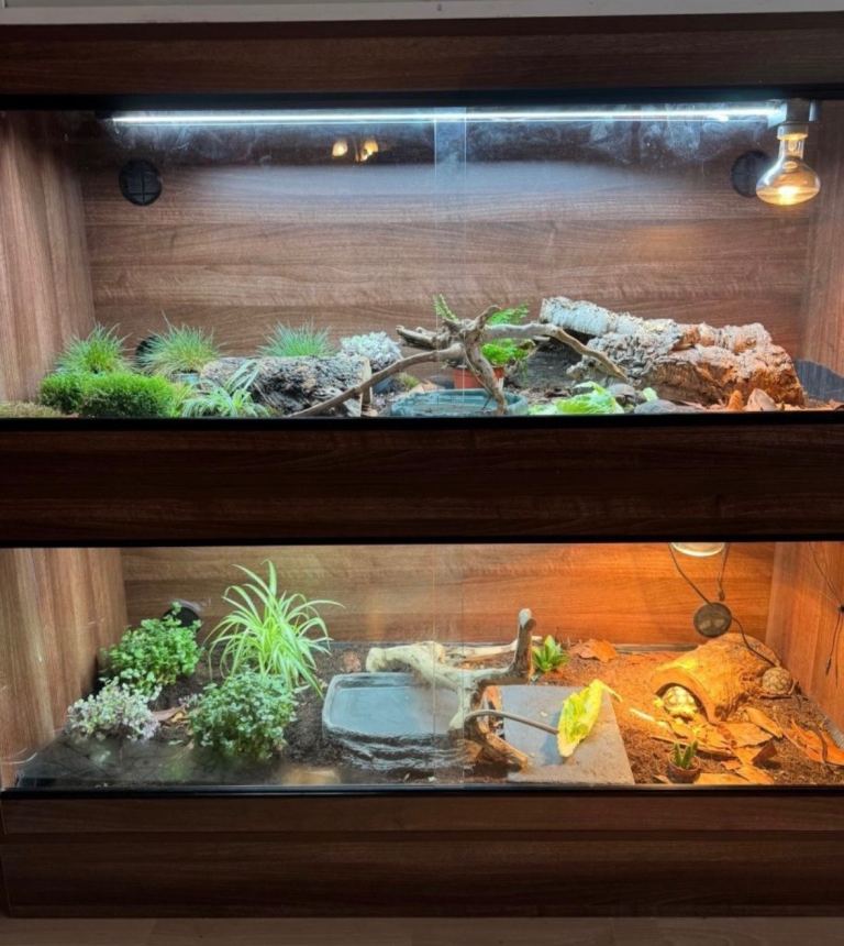 5x2x2 walnut vivarium 