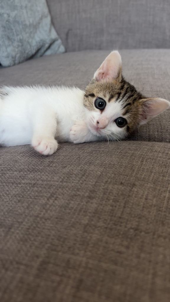 12 week old female kitten 