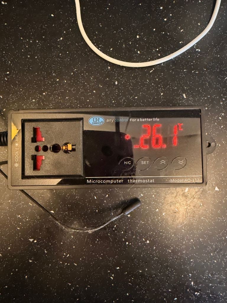 Reptile thermostat 