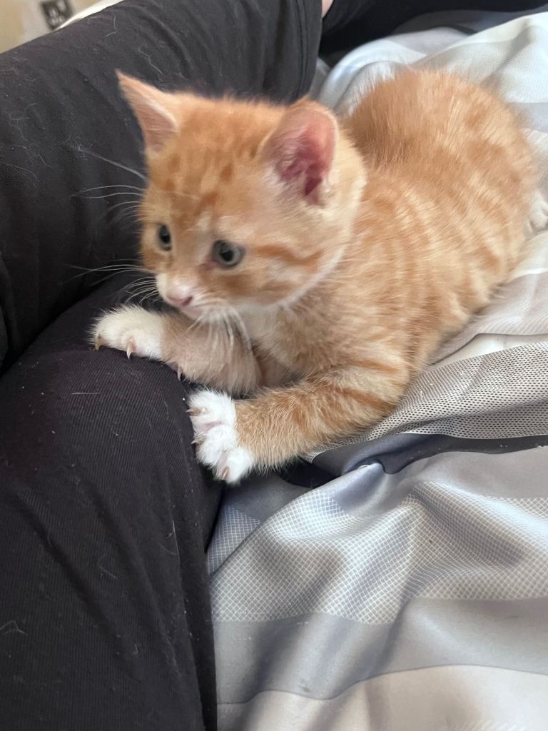 Ginger and calico kittens 
