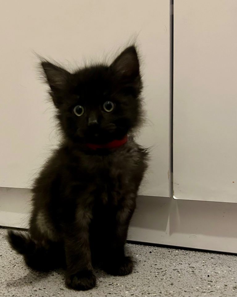 Kittens for sale