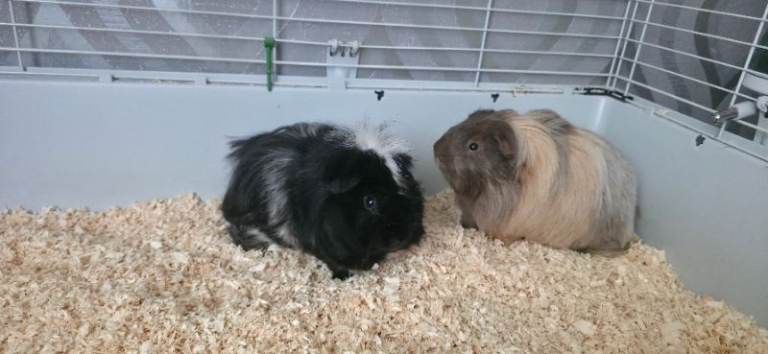 2 guinea pigs male (with cage)