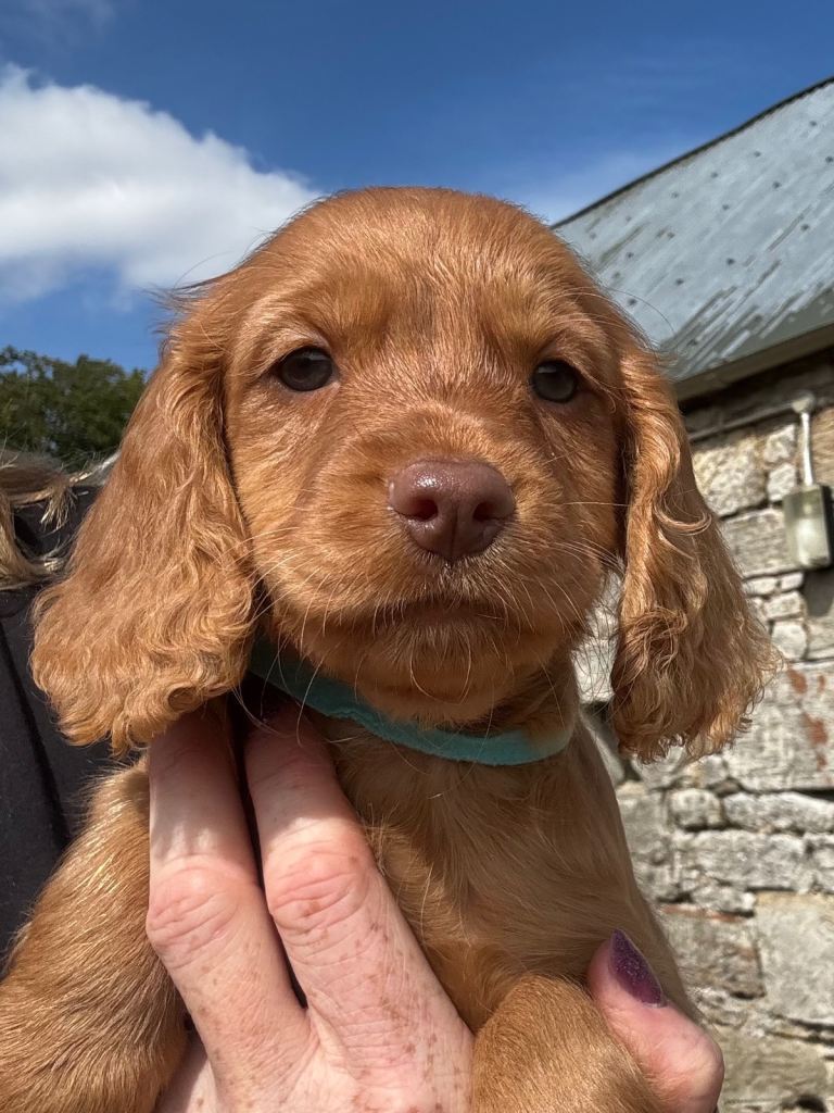 READY NOW - KC Red Cocker pup. Hereditary Clear