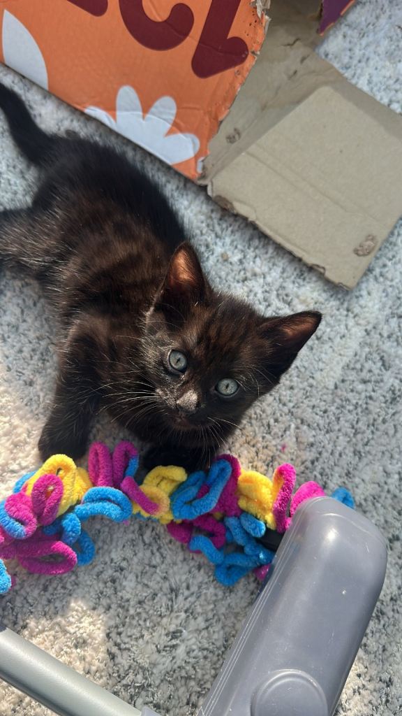 Bengal cross Kittens – Well Socialised & Healthy