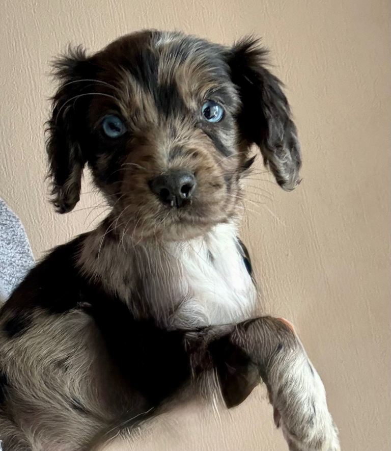 READY NOW Beautiful litter of Cocker spaniel 2 left