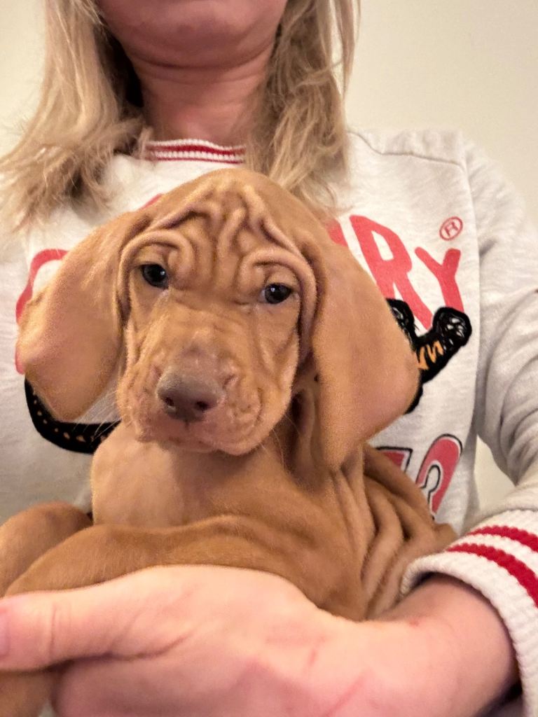 Hungarian Vizsla puppies for sale