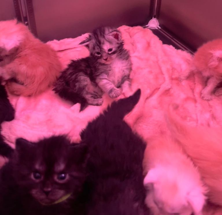 Maine Coon kittens TICA REGISTERED 