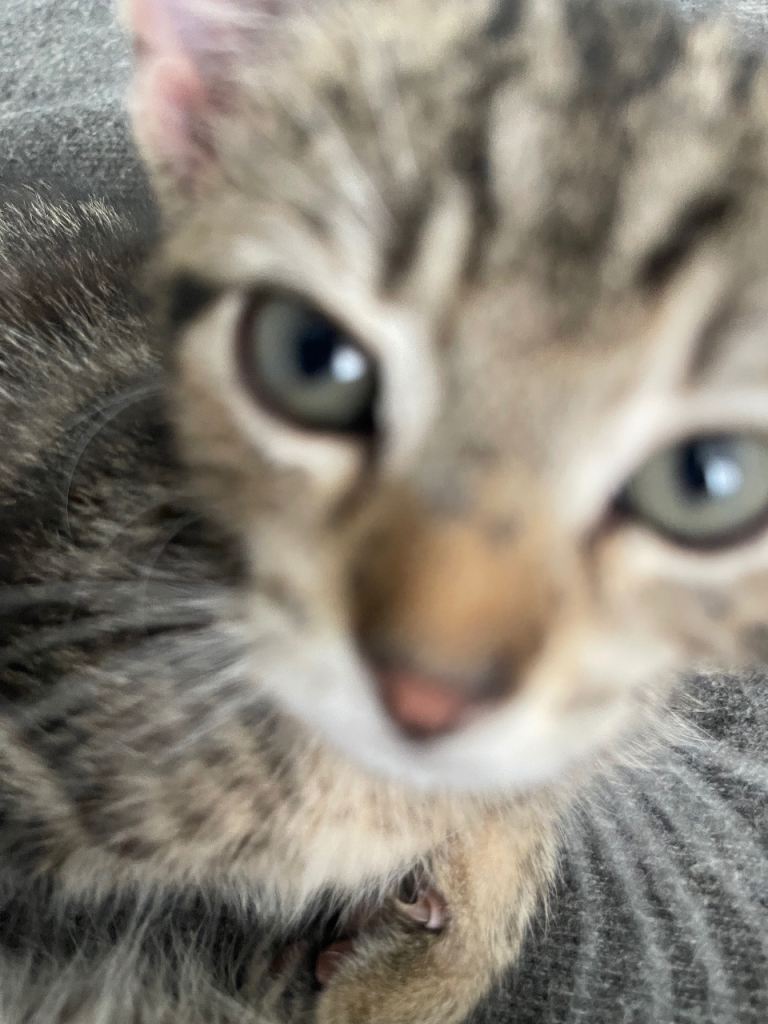 Kitten female