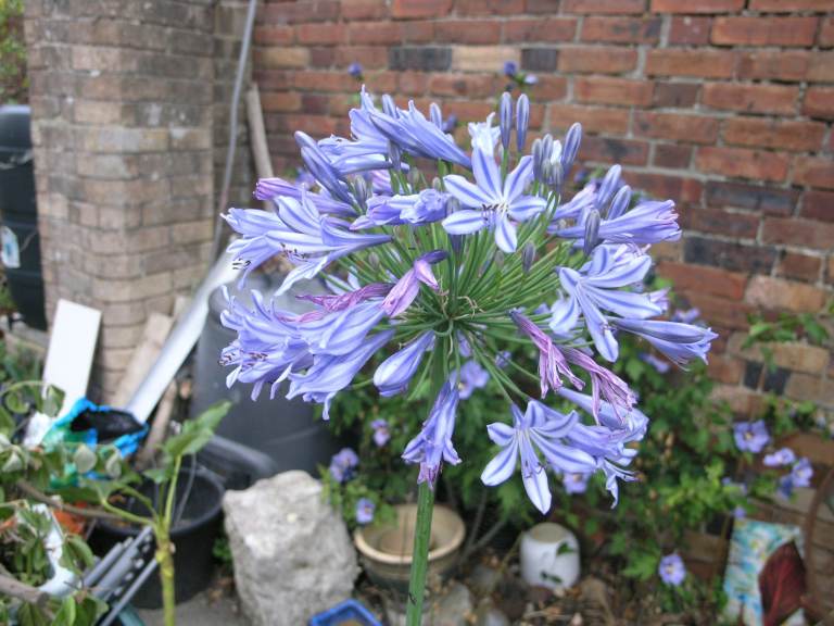 12 Garden Plants Inc Agapanthus, Hebe, Bay, Creeping Virginia, Grass, Ice Plant, Succulants etc