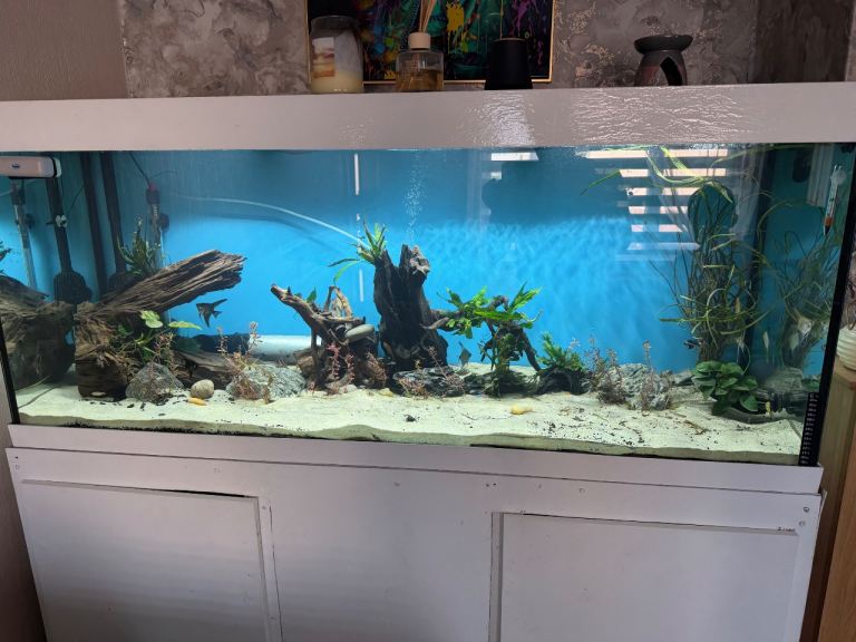 5 foot Fish tank