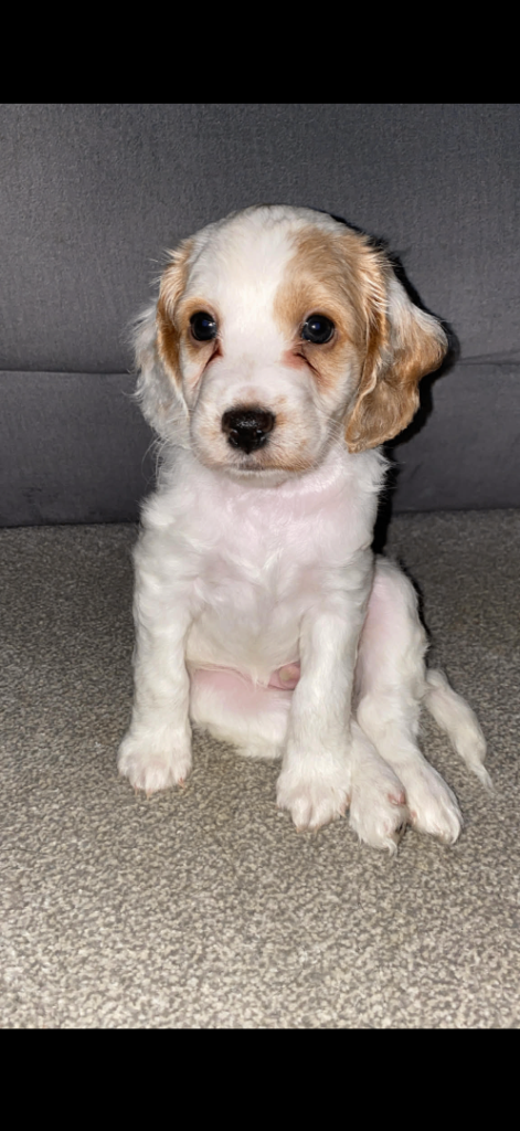 Gorgeous Cockapoos - only 2 left 