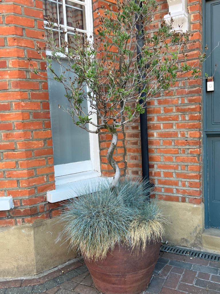 Mature olive trees and other plants - individually priced in description