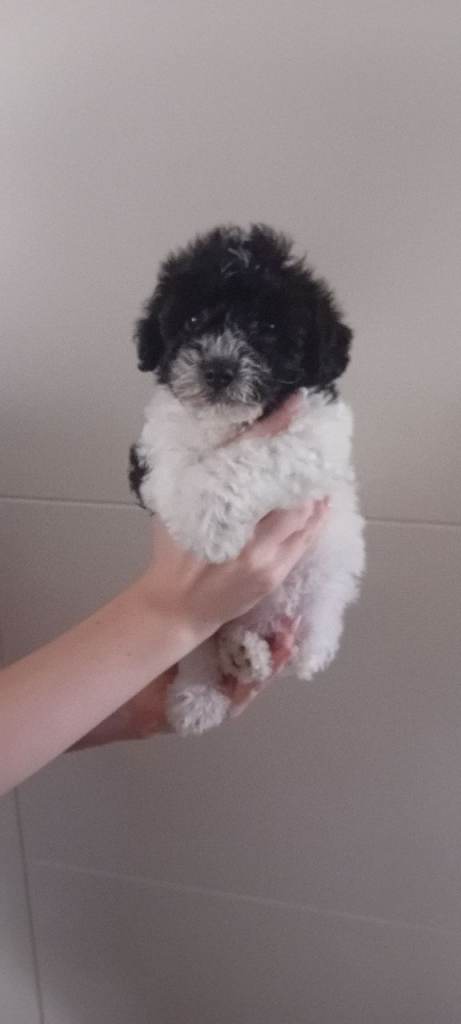 One puppy left from litter of 4