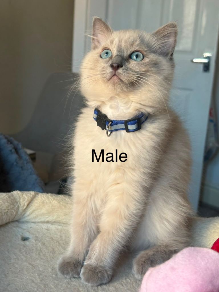  💙💙 5 pure Ragdoll Kittens for sale💙💙