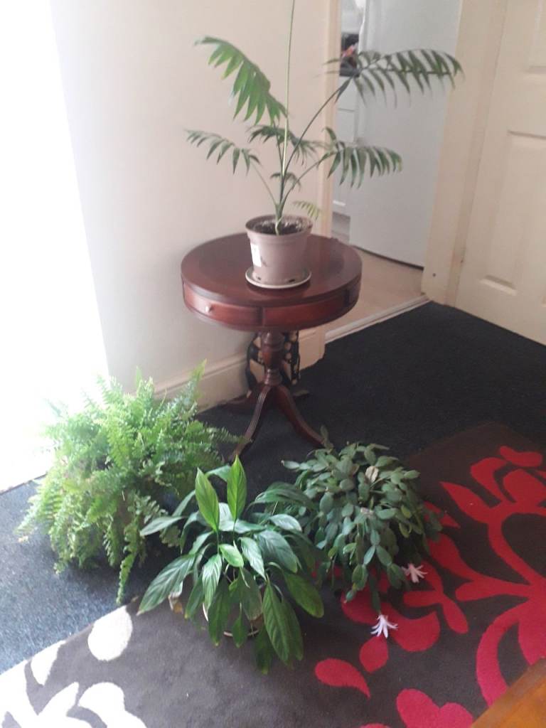 Selection of Healthy House and Garden Plants for Sale