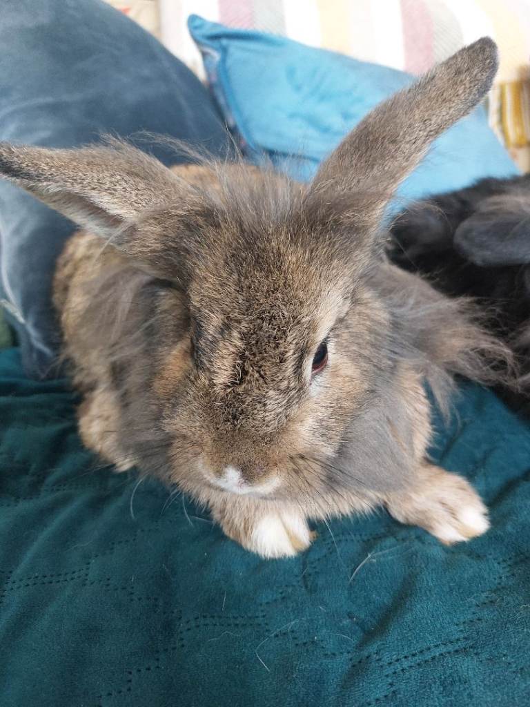Male mix lionhead rabbit