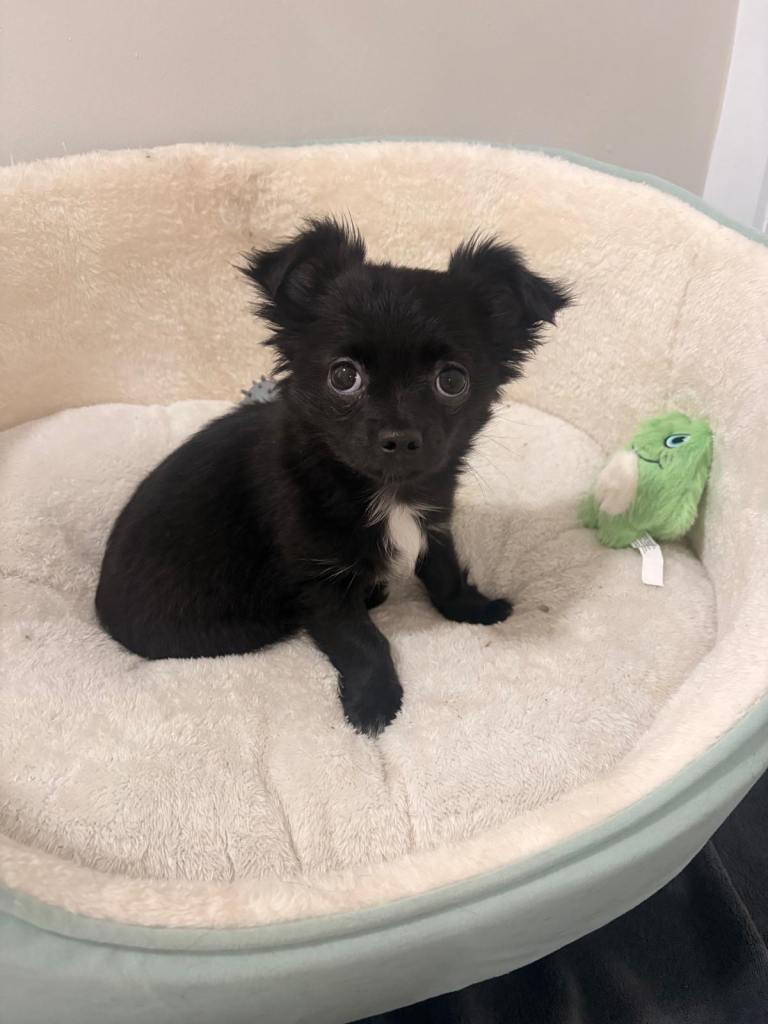 Gone to his forever home