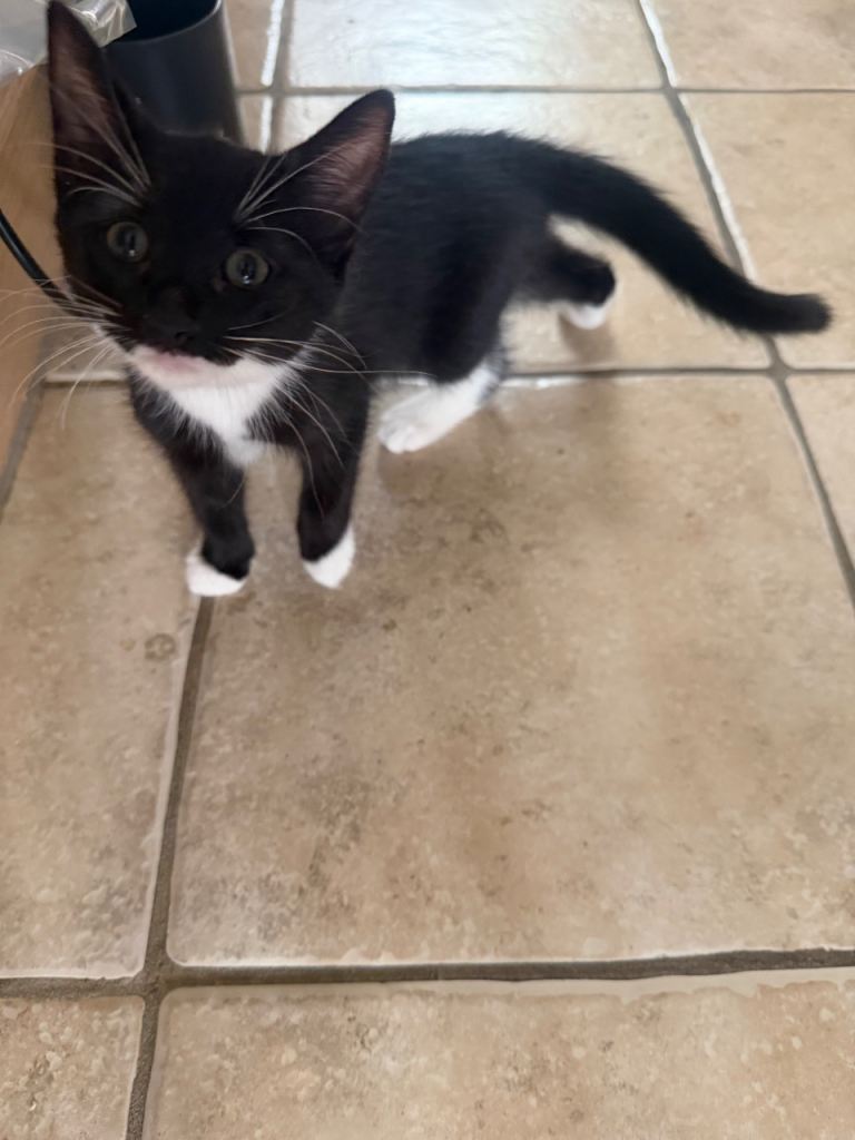 Kitten for sale 