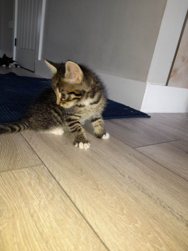 Kitten